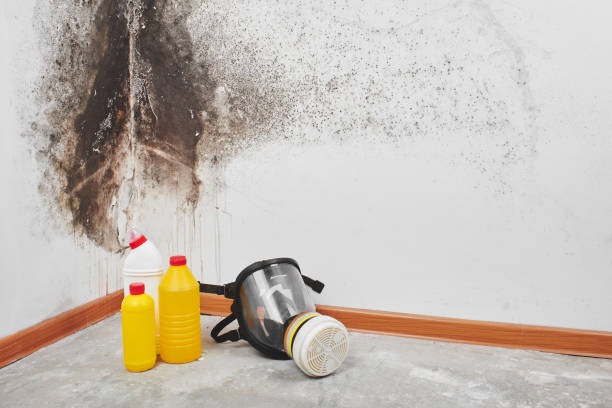 Best Home Mold Removal  in Bonner Springs, KS