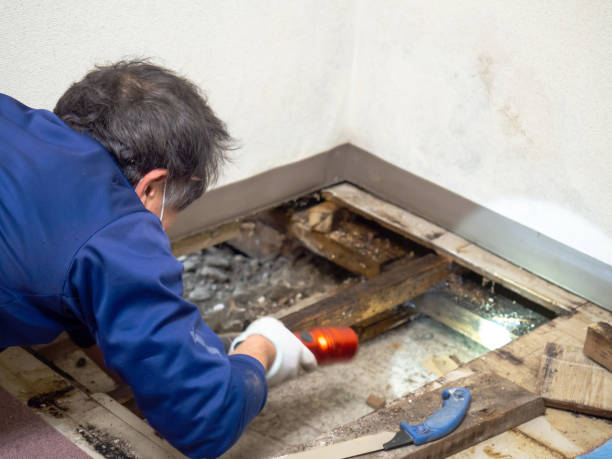 Best Certified Mold Removal  in Bonner Springs, KS