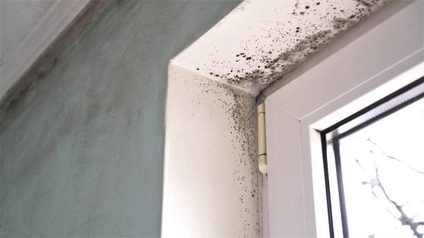 Best Residential Mold Removal  in Bonner Springs, KS