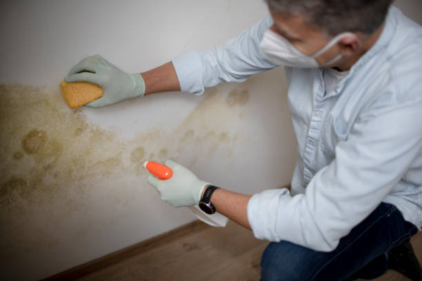 Mold Removal Process in Bonner Springs, KS