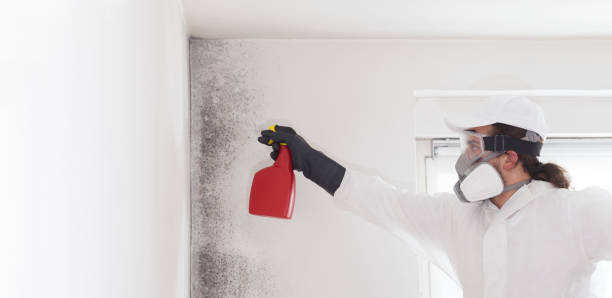 Best Office Mold Removal Services  in Bonner Springs, KS