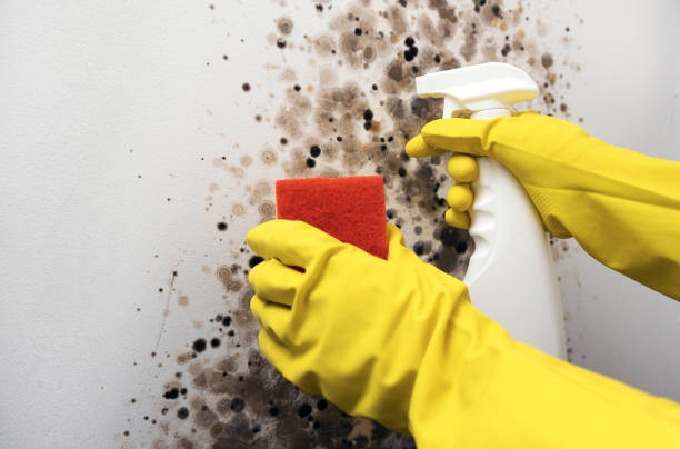 Best Black Mold Removal  in Bonner Springs, KS