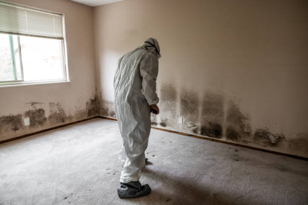 Best Mold Removal Specialists  in Bonner Springs, KS
