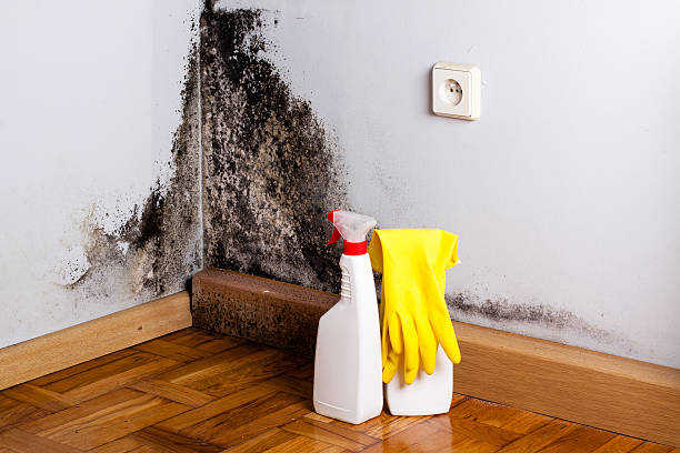 Best Mold Removal Process  in Bonner Springs, KS