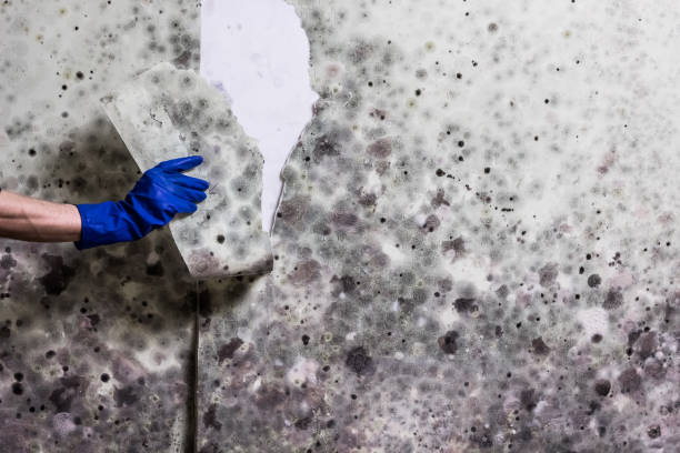 Best Mold Remediation  in Bonner Springs, KS