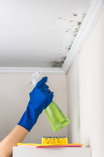 Best Same-Day Mold Removal  in Bonner Springs, KS