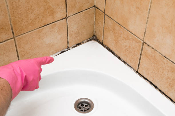 Best Certified Mold Removal  in Bonner Springs, KS